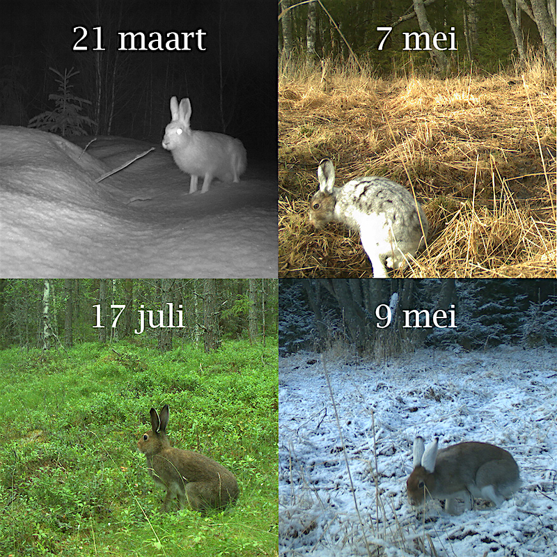 Lente, zomer, herfst en winter. De veranderende vacht van sneeuwhazen