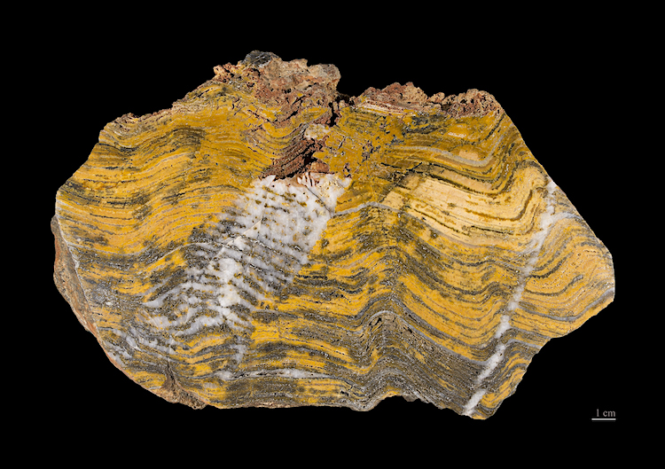 Stromatolieten uit West-Australië