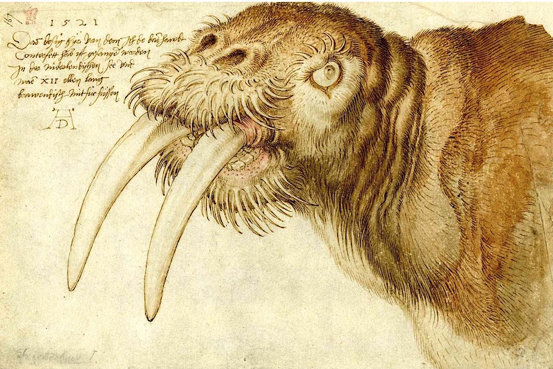Albrecht Dürer Kop van een walrus