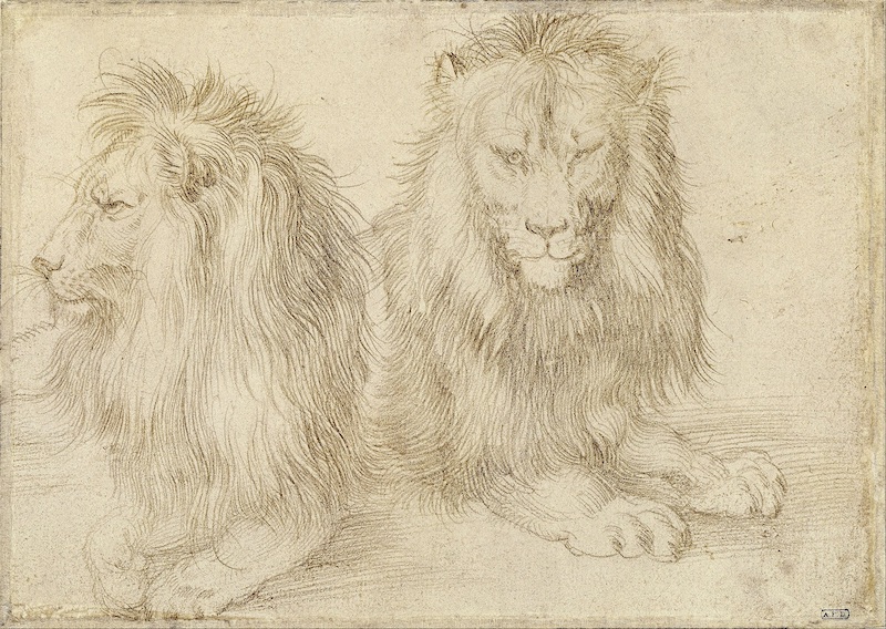 Albrecht Dürer Liggende leeuw