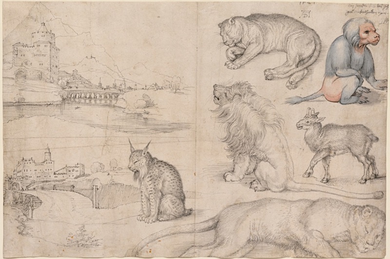 Albrecht Dürer tudies van dieren en landschappen