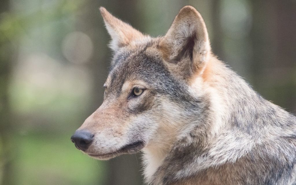 foto van wolf
