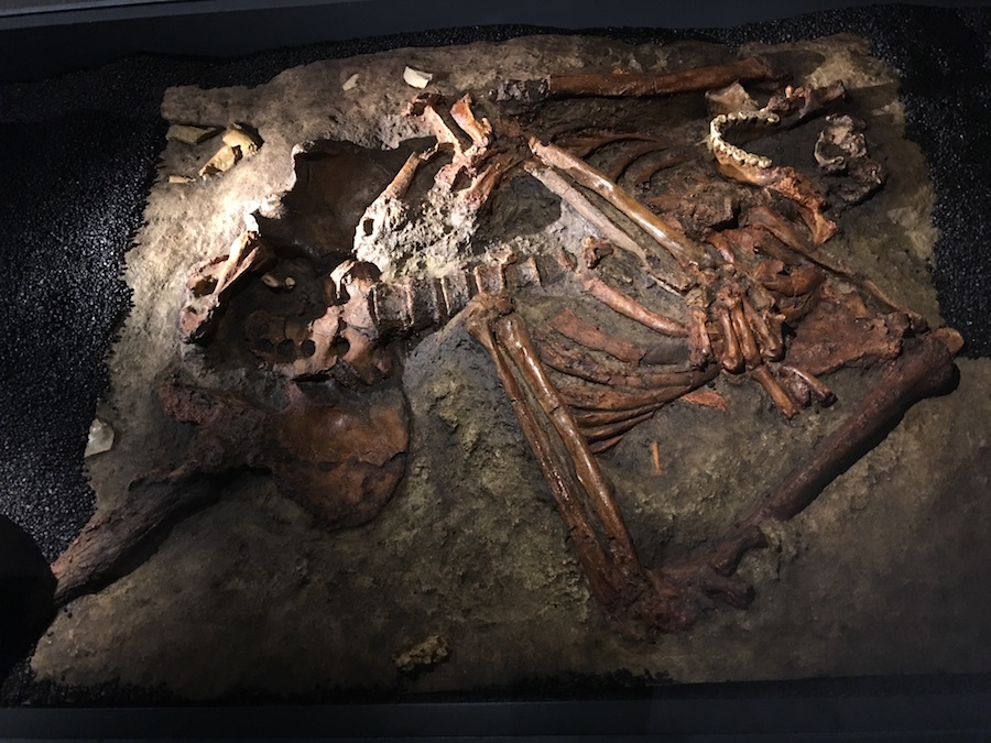 Replica Neanderthaler-skelet Kebara