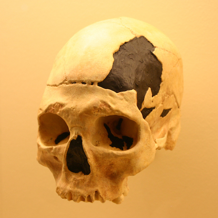 Replica van de oudst bekende moderne mens in Europa, gevonden in Roemenië.