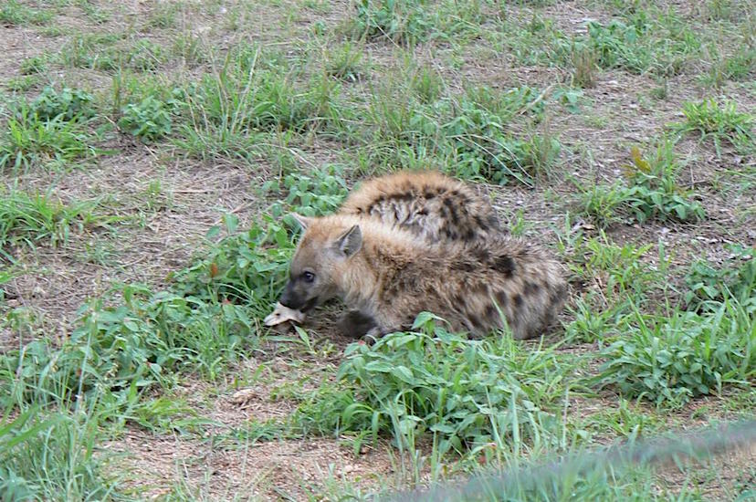 Op veel steentijdvindplaatsen in Europa zien we aan knaagsporen op botten dat ook hyena’s van deze plekken gebruik maakten.