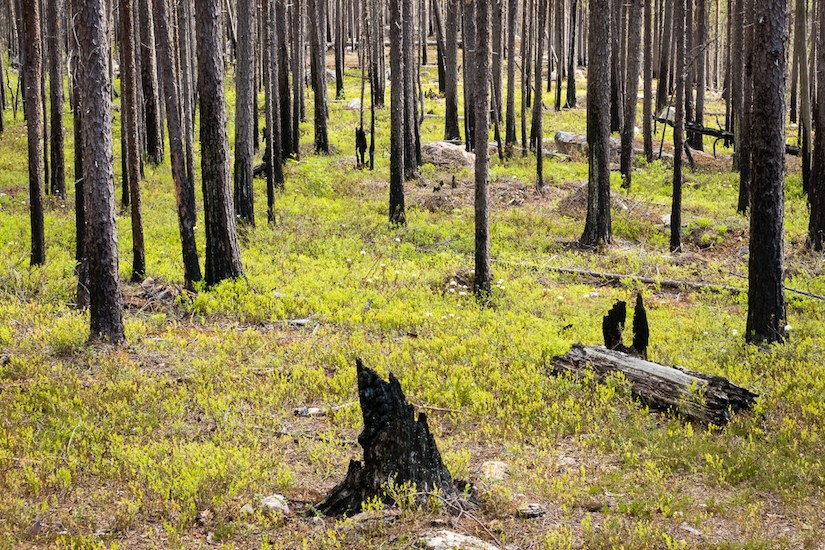 Jong groen na bosbranden in Muddus National Park in Noord-Zweden (foto: Tim Hofmeester)