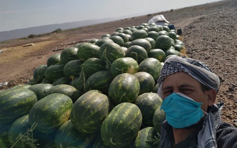 Marokko oogst watermeloenen