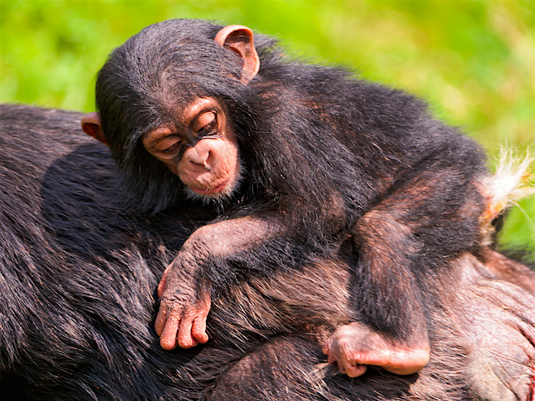 Baby Chimpansee