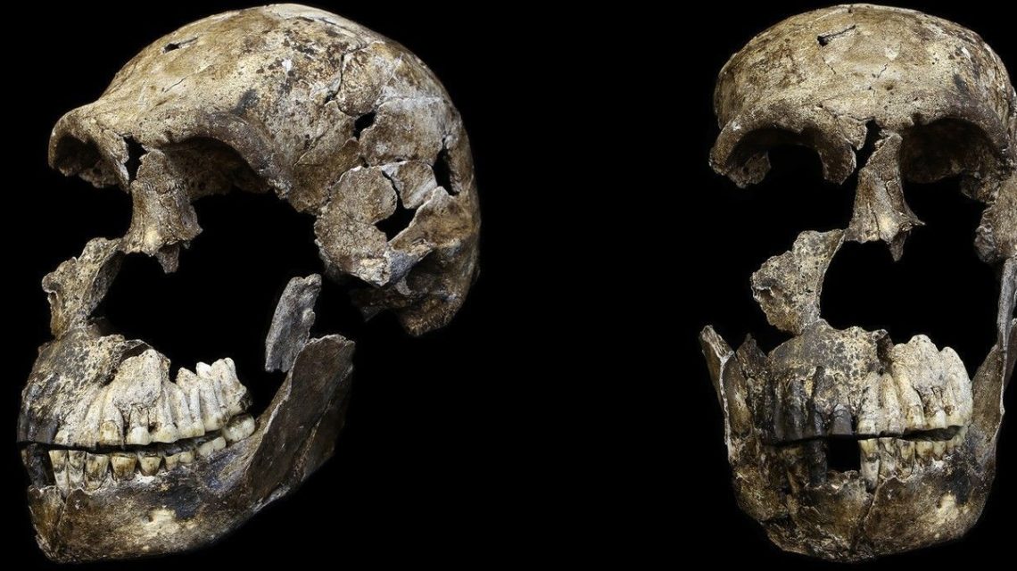 Schedelaanzichten Homo naledi