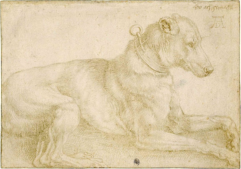 Albrecht Dürer Rustende hond